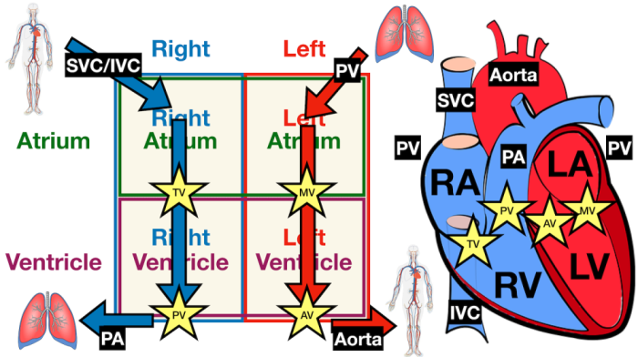 austin+kosier+heart+blood+flow+diagram+cardiac+anatomy+circulation+pathway+steps.png