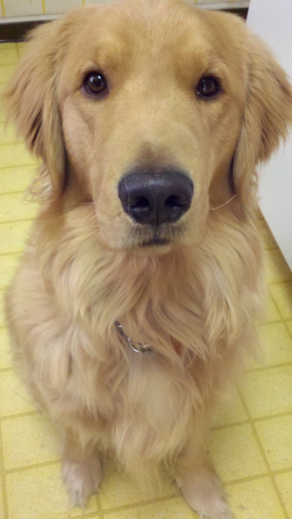 dog 3.jpg
