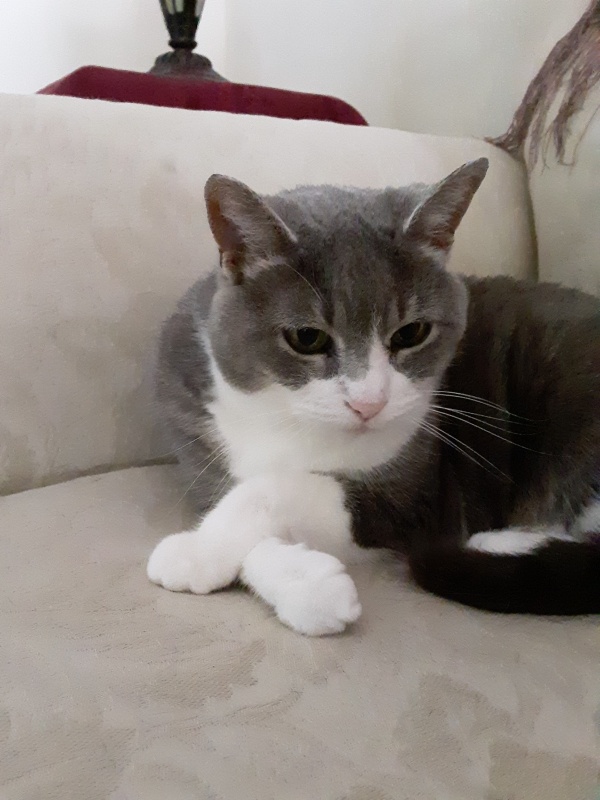 Esther with paws crossed 2.jpg