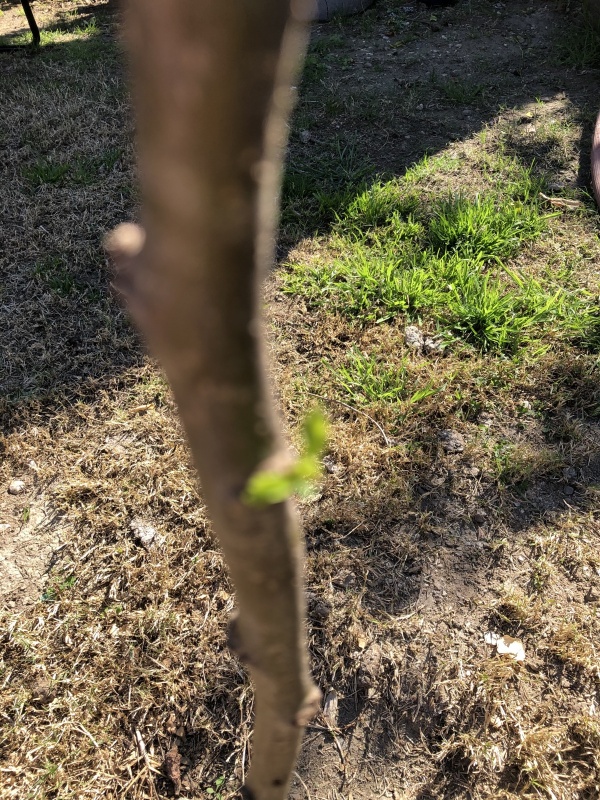 apple tree.JPG