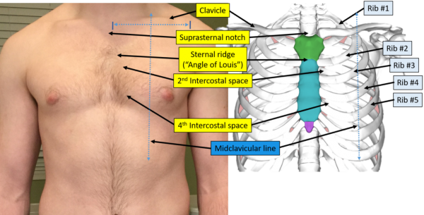 Chest-and-Ribs-pic-1.00-1024x519.png