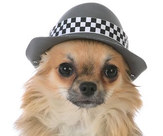 Case Study: Why Is She Having Hallucinations? The Mystery of The Dog in A Fedora