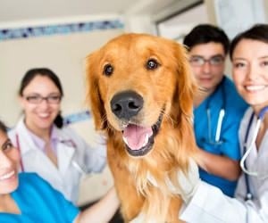 Who Let the Dogs Out in Nursing? - Nurse Disabilities