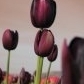 tulipsweeti