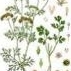 Coriander