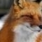 SlyFoxRN